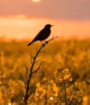 田野中枝头站立的鸟14491#横屏 