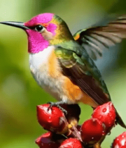 	 蜂鸟停留在红色果实上3825#横屏 