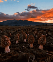 田野中夕阳下的蘑菇群6335#横屏 