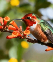 蜂鸟栖息于花枝上2811#横屏 