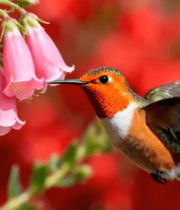 蜂鸟于花丛中飞舞3689#横屏 