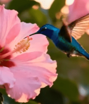 	 蜂鸟于粉色花朵间采蜜9211#横屏 