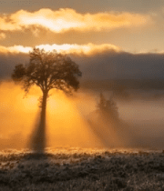 田野中树与日出光影画面14833#横屏 