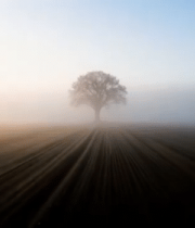 田野中树木晨雾阳光景象11346#横屏 