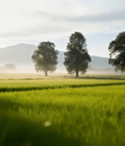 田园风光绿色稻田与树木4059#横屏 