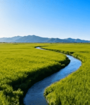 田野间蜿蜒小溪的稻田风光6153#横屏 