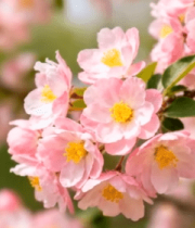 粉色海棠花特写(1)14969#横屏 