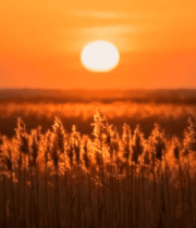 田野夕阳全景3727#横屏 