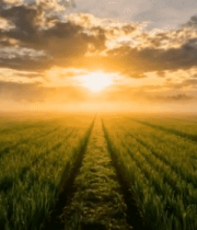 田野日出自然风光8182#横屏 