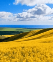 田野油菜花自然风光(1)10540#横屏 