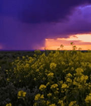 田野日落自然风光8696#横屏 