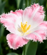 	 粉色郁金香特写8093#横屏 