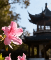 粉色花朵与中式古建筑素材14151#横屏 