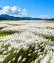 田野芦苇与远山蓝天白云素材13736#横屏 