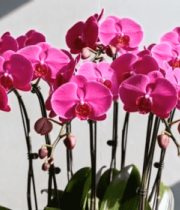 粉红色蝴蝶兰花卉特写8334#横屏 