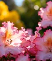 	 粉色花朵特写(1)8210#横屏 