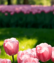粉色郁金香花丛特写1454#横屏 