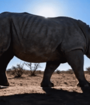 非洲草原犀牛特写271#横屏 