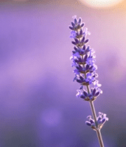 特写薰衣草花朵8119#横屏 
