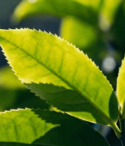 特写嫩绿茶叶3535#横屏 