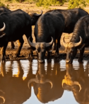 非洲草原水牛饮水场景10300#横屏 