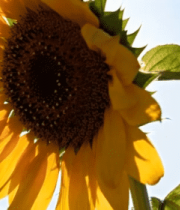 特写盛开向日葵(1)5411#横屏 