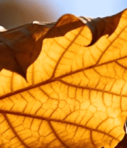 特写枯黄树叶6152#横屏 