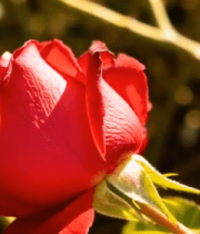 特写红色玫瑰花1462#横屏 