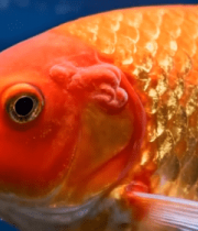 特写金鱼张嘴画面9056#横屏 