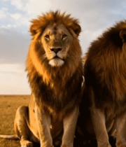 非洲草原双狮静坐画面3239#横屏 