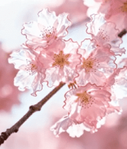 特写盛开的粉色樱花9631#横屏 