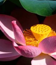 特写盛开的粉色荷花(1)11225#横屏 