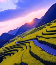 梯田油菜花田日落景观8872#横屏 