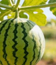 藤蔓上生长的西瓜8626#横屏 