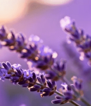 特写紫色薰衣草花卉7821#横屏 