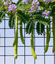 藤蔓上的紫色花朵与豆荚13841#横屏 