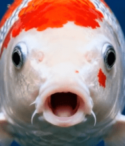 特写张嘴锦鲤6418#横屏 