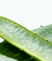 特写芦荟叶片3886#横屏 