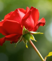 特写红色玫瑰花(1)8056#横屏 