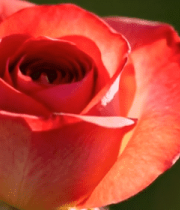 特写红玫瑰3531#横屏 