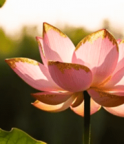 特写粉色荷花与荷叶(1)10404#横屏 