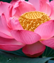 特写粉色盛开荷花9964#横屏 