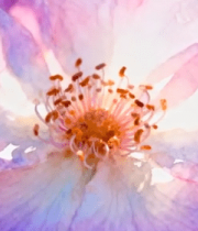 特写粉紫色鲜花素材5334#横屏 