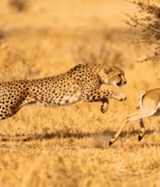 非洲草原猎豹追捕羚羊3629#横屏 