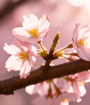 特写粉色樱花花枝12081#横屏 