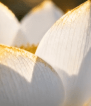 特写白色莲花花卉素材1923#横屏 