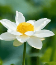 特写白荷花与黄色花蕊10391#横屏 