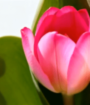 特写粉色郁金香花卉9073#横屏 