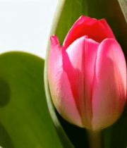 特写粉色郁金香花卉9073#横屏 