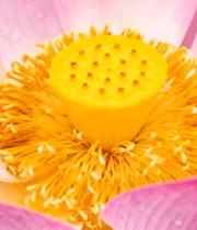 特写带水珠的盛开荷花10457#横屏 